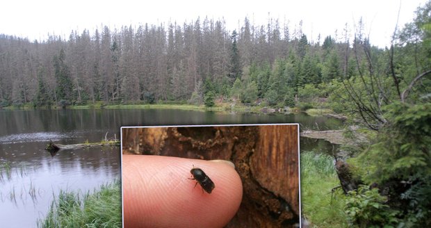 Pracovník šumavského parku zneužil pravomoc: Nutil podřízené hubit kůrovce chemickými látkami!