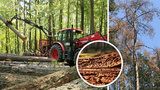 Lesníci o boji s kůrovcem v Praze: Napadené stromy musíme včas pokácet, aby se smrtonosní škůdci nešířili
