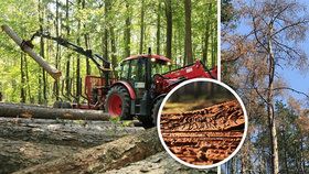 Lesníci o boji s kůrovcem v Praze: Napadené stromy musíme včas pokácet, aby se smrtonosní škůdci nešířili