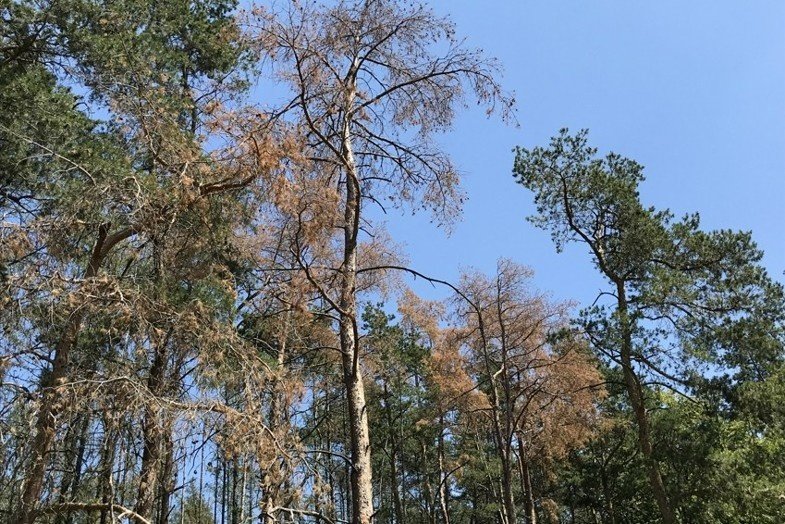 Ani pražským lesům se kůrovec nevyhnul