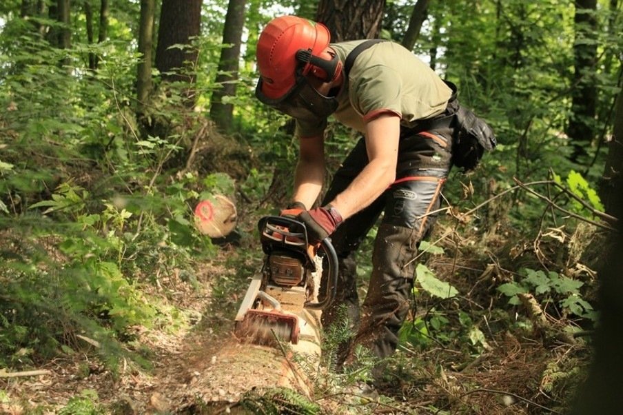 Ani pražským lesům se kůrovec nevyhnul