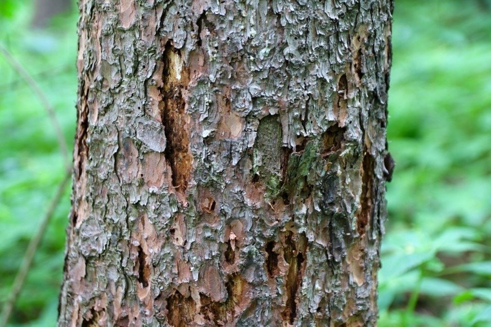 Ani pražským lesům se kůrovec nevyhnul