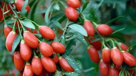 Plody kustovnice čínské neboli goji, jsou údajně nejvýživnějším ovocem na světě.