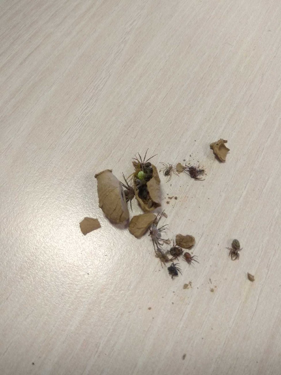 Fotkami rozbitých komůrek plných pavouků se na sociální síti pochlubila i Marie Petrová. „Poslal mi je kolega, našli je ve skladu firmy,“ dodala.