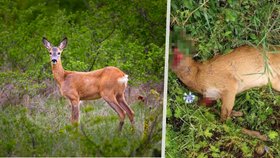 Žena na Kutnohorsku našla zraněného srnce: Než přijela pomoc, někdo mu uřízl hlavu!