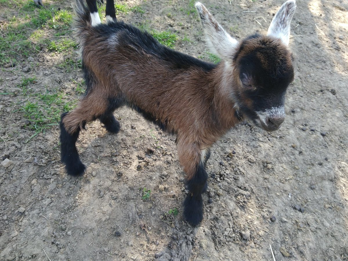 Tomuto kůzleti říkají Oslíček.