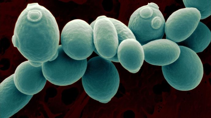 Saccharomyces cerevisiae