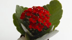 Kalanchoe je oblíbená květina. Nepotřebuje velkou péči a kvete prakticky po celý rok.