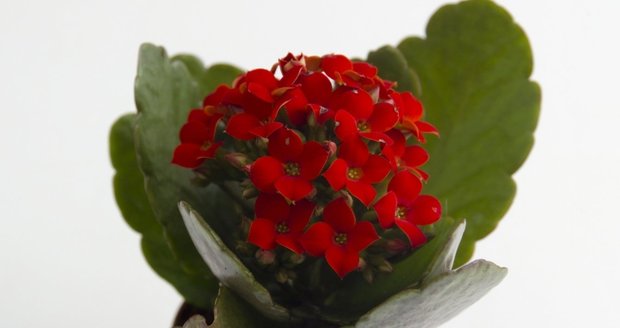 Kalanchoe je oblíbená květina. Nepotřebuje velkou péči a kvete prakticky po celý rok.
