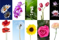 Test osobnosti: Vyberte si květinu a objevte, jací jste