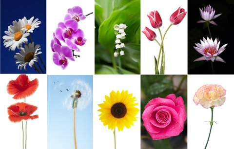 Test osobnosti: Vyberte si květinu a objevte, jací jste