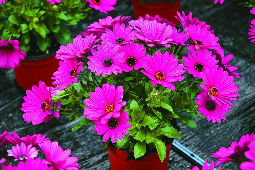 Osteospermum