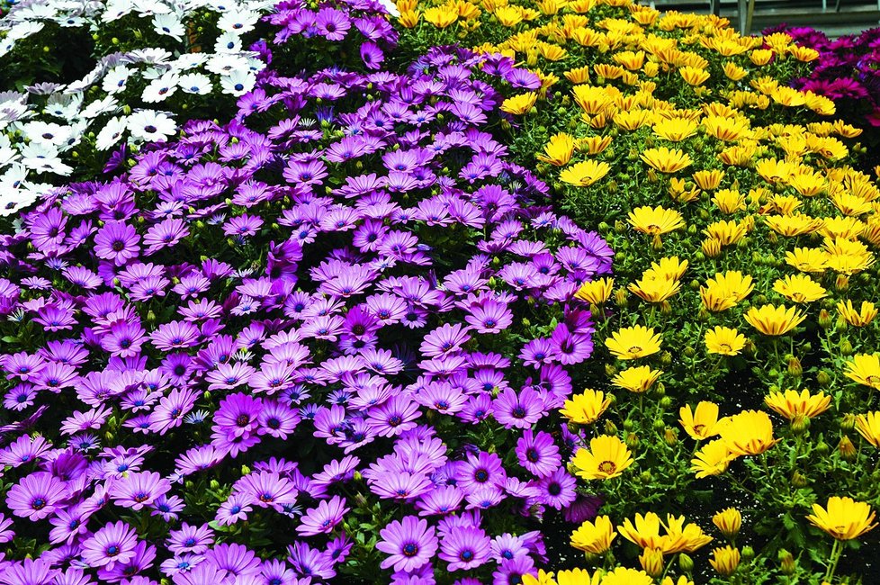 Osteospermum