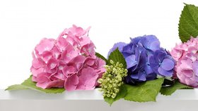 Tyto tři květiny jsou názorným dokladem toho, jak jsou hortenzie nepřekonatelné.
