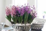 Bábovka úplně jinak. Už vás nudí normální květináče? Hyacinty můžete zasadit i do formy na bábovku.