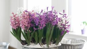 Bábovka úplně jinak. Už vás nudí normální květináče? Hyacinty můžete zasadit i do formy na bábovku.