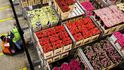 „Máme zprávy o tom, že nizozemské producenty zasáhla situace s Ruskem, protože ruský trh byl trhem pro nejluxusnější druhy květin, jako jsou metrové růže a podobně,“ říká místopředseda květinářské sekce SKF ČR Petr Nachlinger.