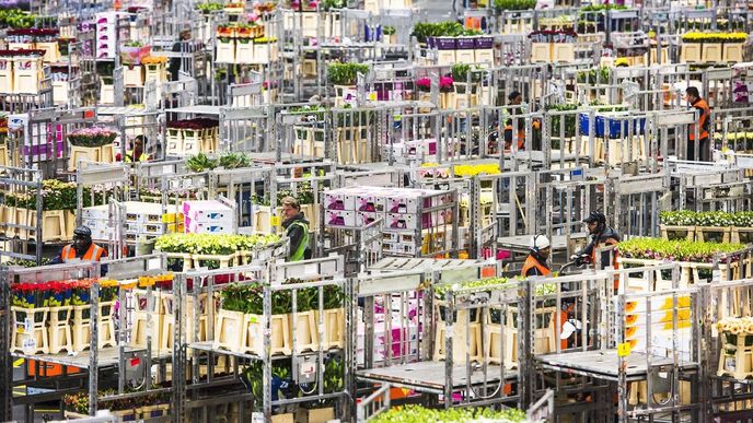 Devadesát procent holandského byznysu s květinami probíhá v aukčních domech společnosti Royal FloraHolland, které mají kolem 5 tisíc členů, 9 tisíc dodavatelů a na 3,5 tisíce zákazníků. Společnost celosvětově vytváří, přímo či nepřímo, více než čtvrt milionu pracovních pozic.