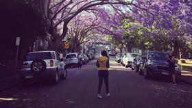 Turisté postávají uprostřed ulice v Sydney, aby si mohli vyfotit selfie s alejí rozkvetlých žakarand.