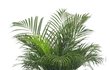 Horská palma (Chamaedorea sličná)