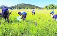 Na Šumavě se roztahuje jedovatá kytka z Ameriky: Lupiny ničí české rostliny