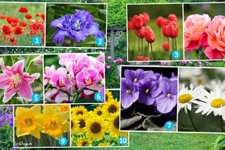 Test osobnosti podle květin: Slunečnice jsou šťastné, lilie vyžadují respekt