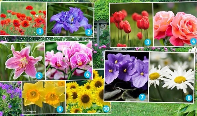 Test osobnosti podle květin: Slunečnice jsou šťastné, lilie vyžadují respekt