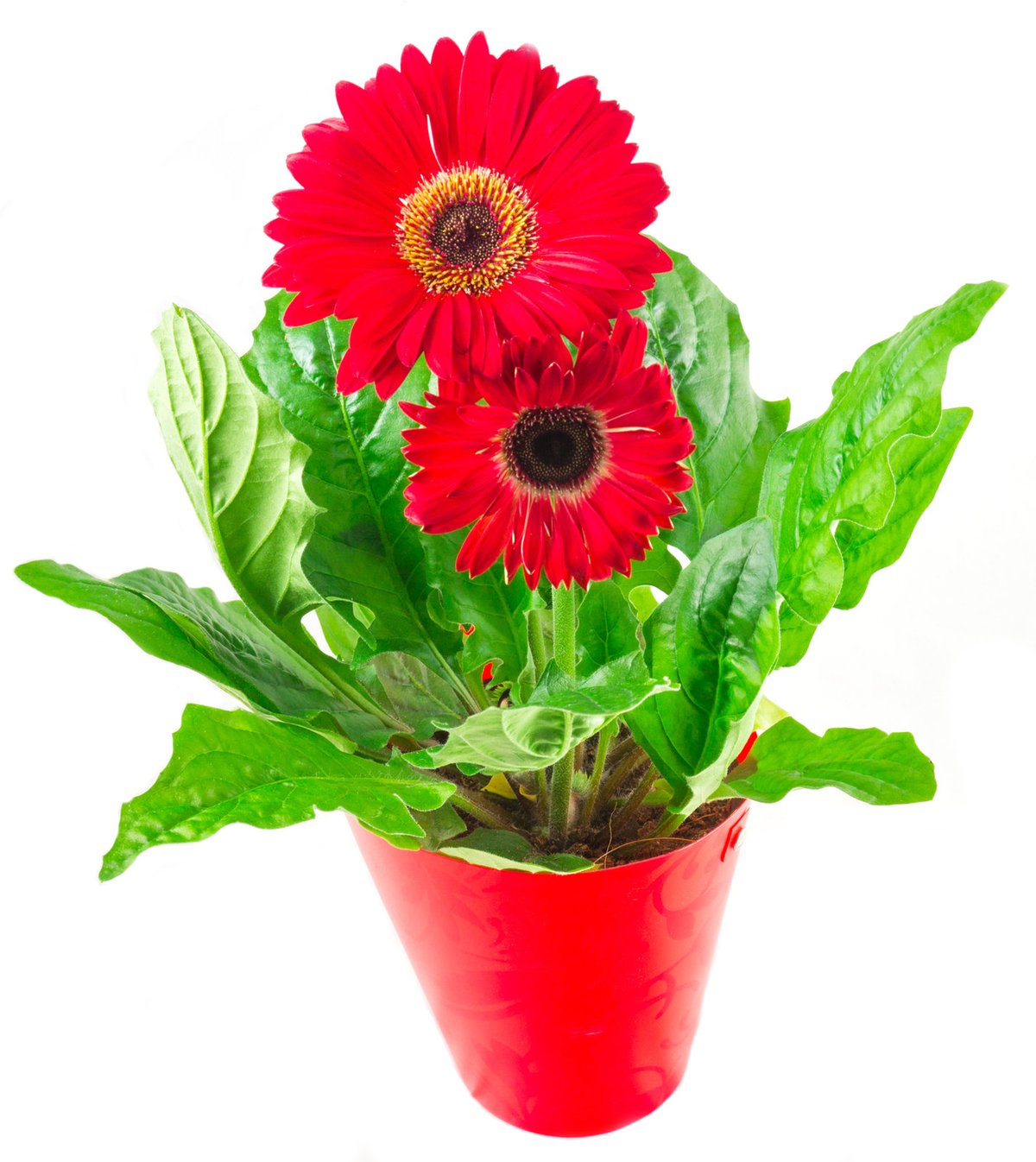 Gerbera