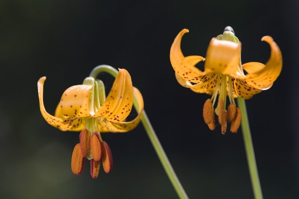 Oranžové lilie symbolizují touhu