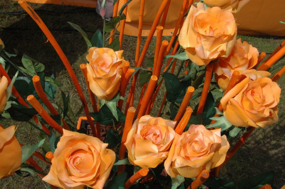 Oranžové růže jsou odjakživa symbolem přátelství
