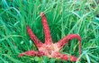 Květnatec Archerův - Vypadá jako mořská hvězdice, jde ale o nejedlou houbu. Zavlečena k nám byla od protinožců.