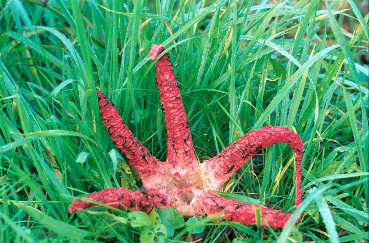 Květnatec Archerův - Vypadá jako mořská hvězdice, jde ale o nejedlou houbu. Zavlečena k nám byla od protinožců.