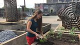 Pažitka nebo rajčata: V obřích květnících si v Plzni můžete vypěstovat vlastní zeleninu