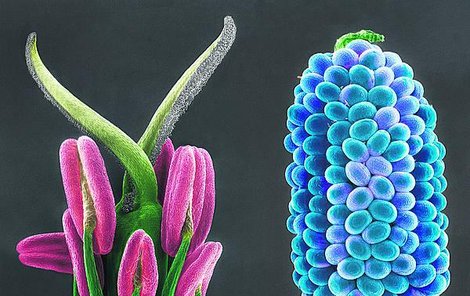 Oboupohlavný květ (vlevo) samčí rostliny a semeník (vpravo) s rostlinnými vajíčky silenky širolisté. 
