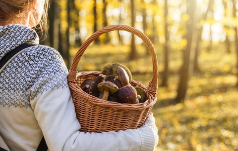 Kvíz: Češi se považují za národ houbařů, ale v tomto testu pohoří i ostřílení znalci. Myslíte si, že víte o houbách opravdu všechno?