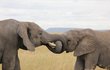 Kvůli špinavému obchodu zahynulo loni 40 tisíc slonů.