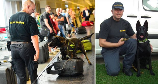 Čeští kynologové mají zarazit pašeráky heroinu do Evropy. Drogy hledá i voříšek