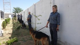 Tyhle psy gruzínské pohraniční stráže mají vycvičit čeští kynologové.