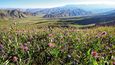 V létě zaplaví krajinu Kyrgyzstánu statisíce květin