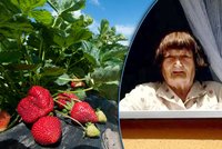 Muž polil sousedku (85) žíravinou: Protože měla červenější jahody!