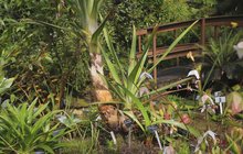 Vzácnost z Venezuely v pražské botanické zahradě: Bromélie vykvetla poprvé v Česku 