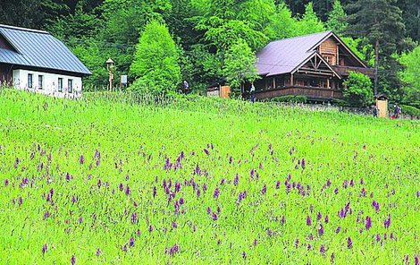 Půvabné orchideje kvetou např. ve Velkých Karlovicích na Valašsku.