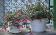 Typické hrnkové květiny našich babiček zdobily okna vždy v létě. Jana Ulrichová z Loun je má obsypané kvítky a poupaty až nyní.
