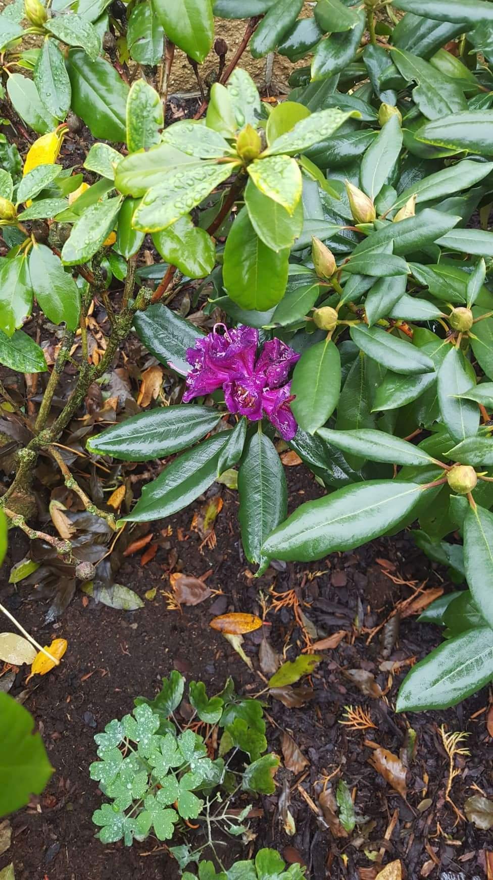 Rododendrony obvykle ckvetou na jaře. Michaele Jounové z Oseka začaly ale na zahradě opět kvést nyní.