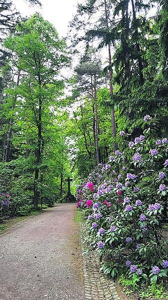 V severních Čechách kvetou rododendrony na lesním hřbitově.