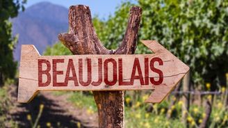 Listopad je měsícem mladých vín! Češi pijí nejen Svatomartinské, ale i Beaujolais nouveau