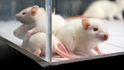 Laboratorní myši, které se postily devět dnů, vykazovaly významně méně příznaků nemoci.