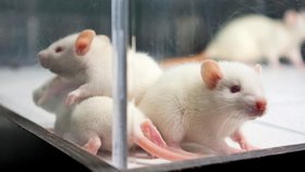 Laboratorní myši, které se používají k experimentům