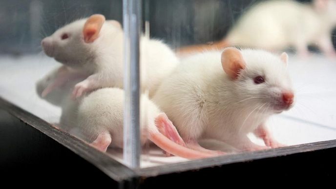 Laboratorní myši, ilustrační foto.
