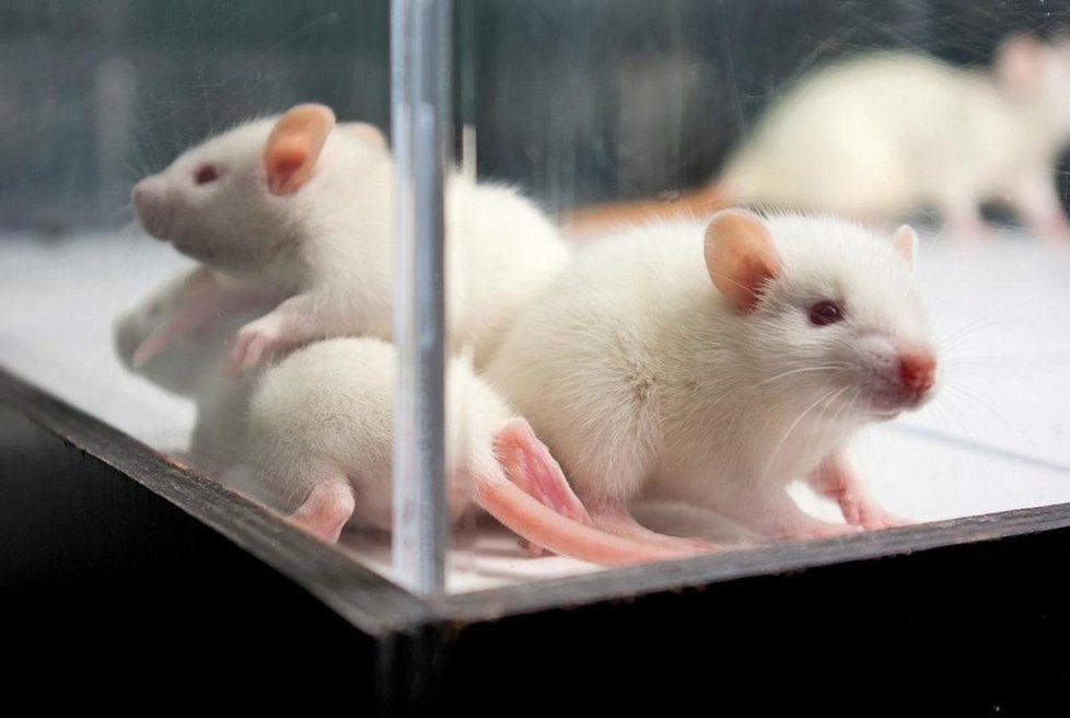Laboratorní myši, které se používají k experimentům